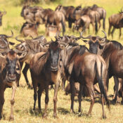 5 Days Serengeti Great Migration Safari