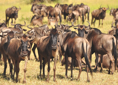 Booking a Safari Locally vs Travel Agent: Which Option Is Better?