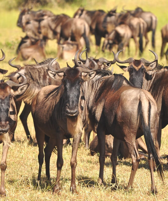 5 Days Serengeti Great Migration Safari