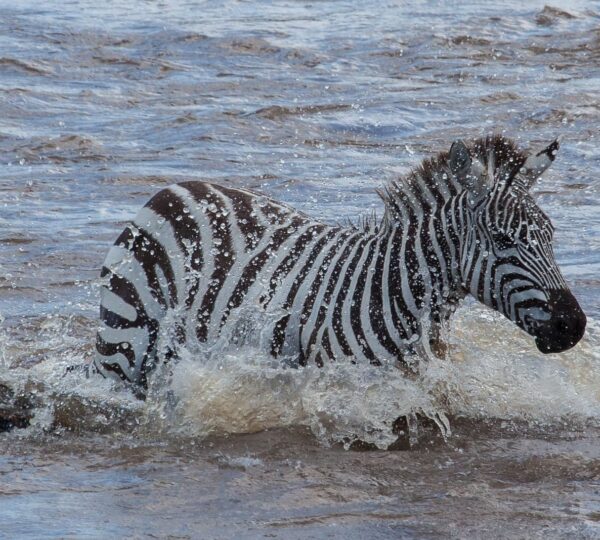 5 Days Serengeti Great Migration Safari