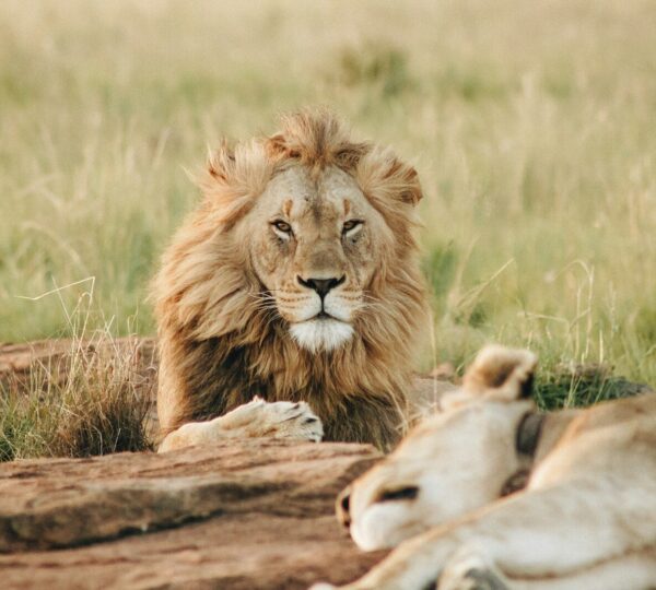 male brown lion lying on grass