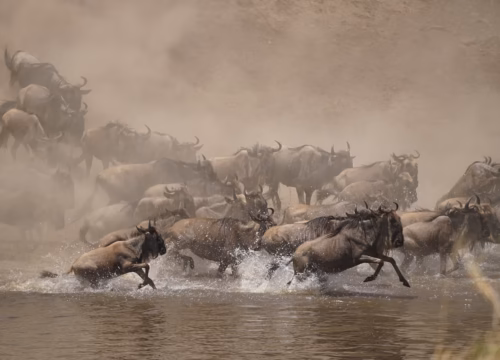 Tanzania Safari from California: Your Complete Guide to Travel from the Golden State