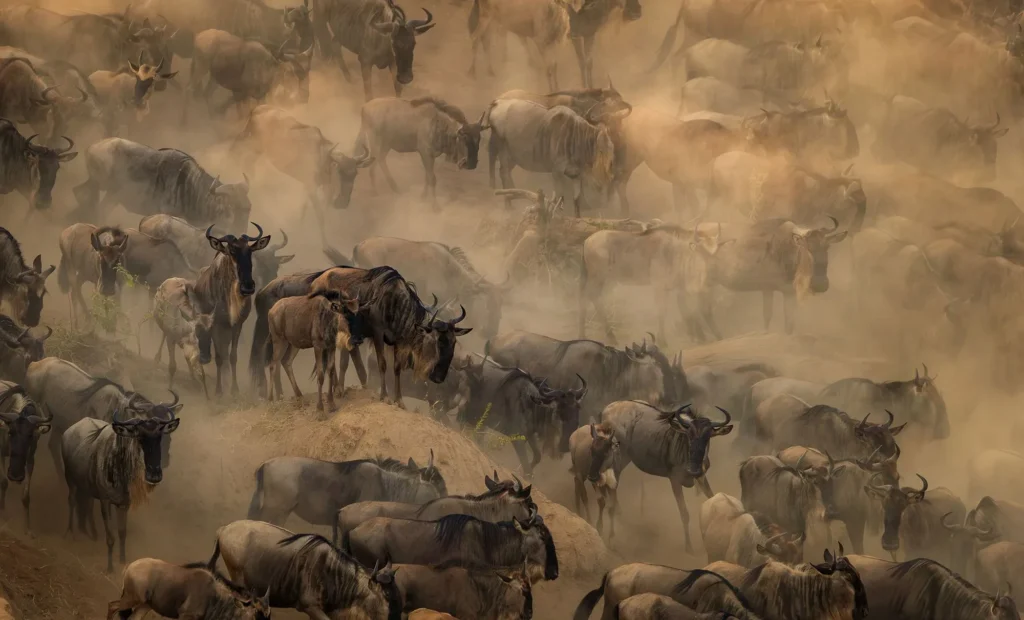 california to tanzania safari