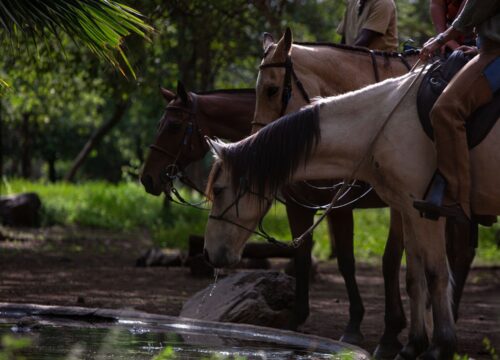 Horseback Riding Experience in Karatu