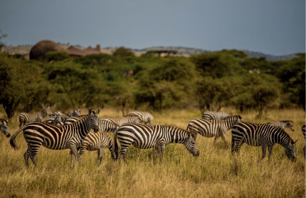 serengeti tanzania from usa