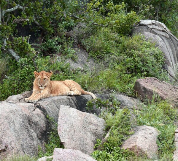 A lion rests on large rocks surrounded by greenery.