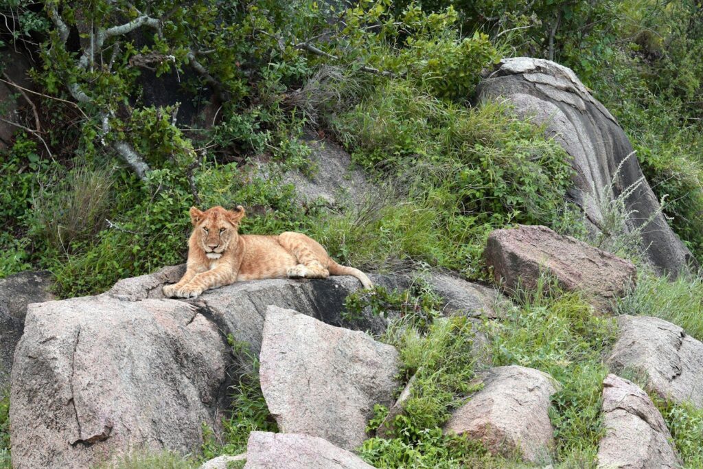 serengeti tanzania from usa
