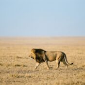 serengeti