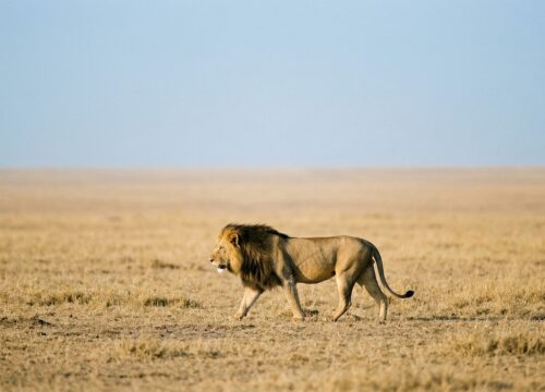 Serengeti Safari Tanzania from the USA: Costs, Flights & Travel Tips