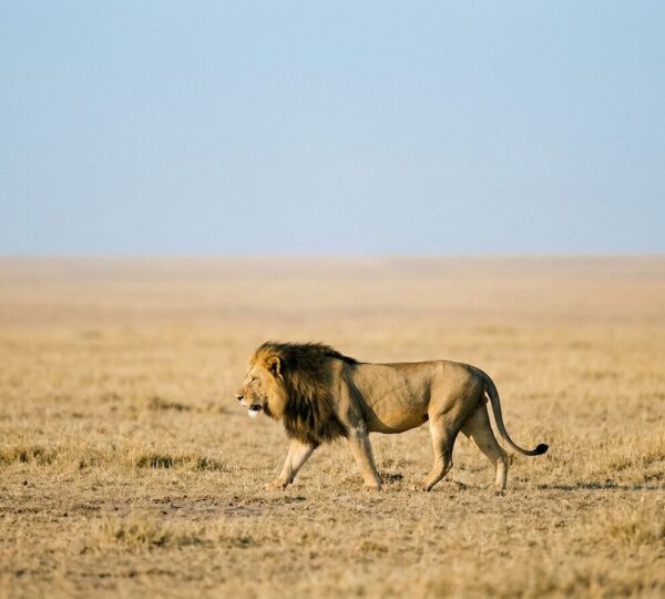 serengeti