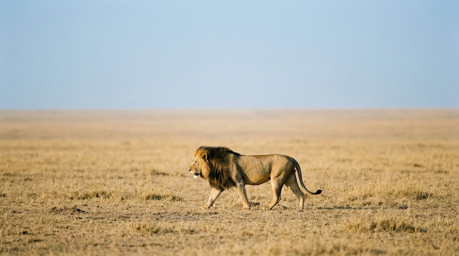 serengeti