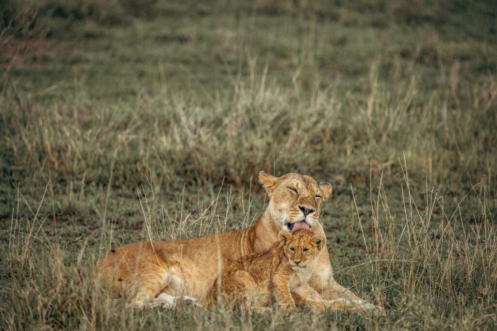 serengeti tanzania from usa