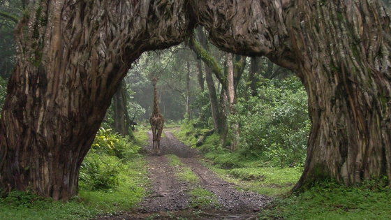 Arusha National Park