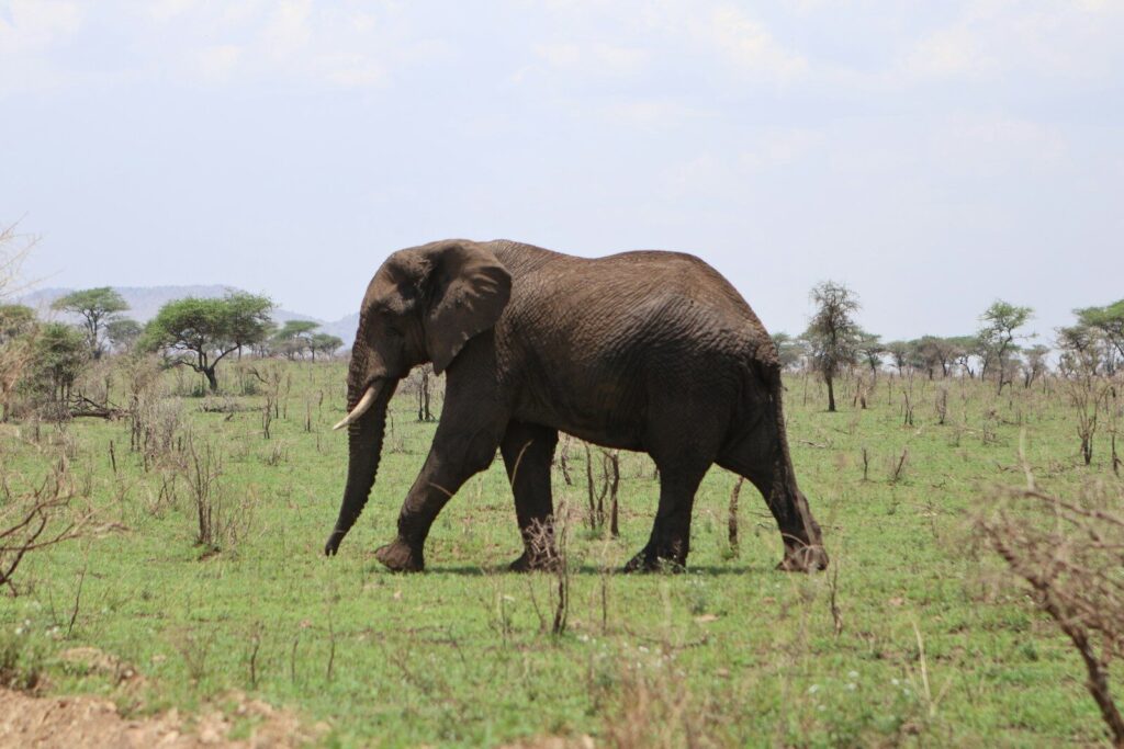 transfer arusha to karatu