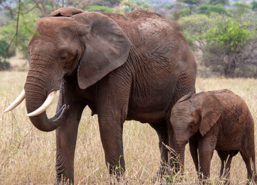Discover Tanzania’s Wild Beauty – Meet Safari Stride